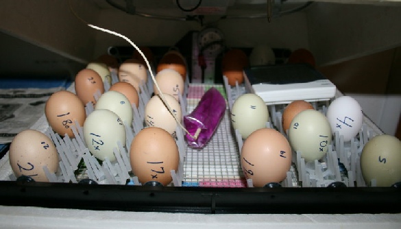 Eggs in the automatic turner