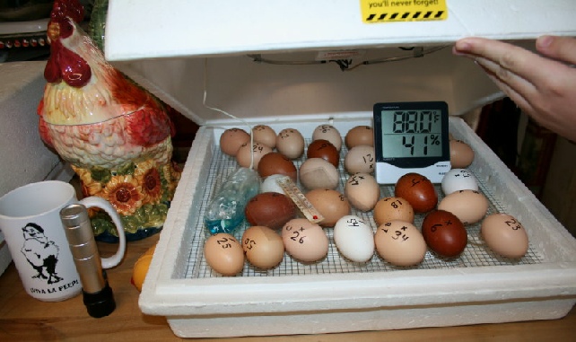 Eggs and equipment ready to go