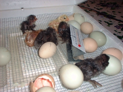 The hatch underway