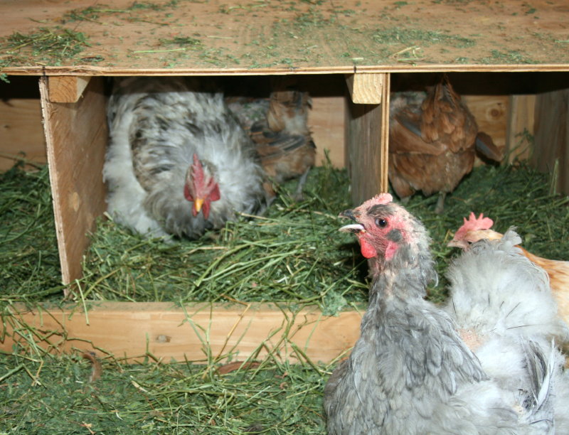 Weedcat the Giant Cochin roo sweet talks the girls into his nest while Pompadour sings the Egg Song