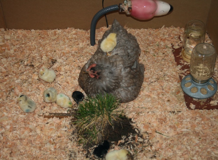 Yoya the gray Giant Cochin with her mixed foster chicks