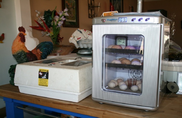 Old and new incubators