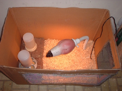 A basic brooder box