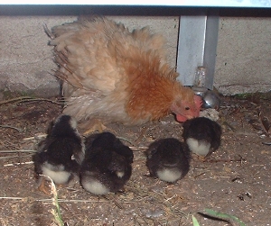 Moet teaching her chicks what is good to eat