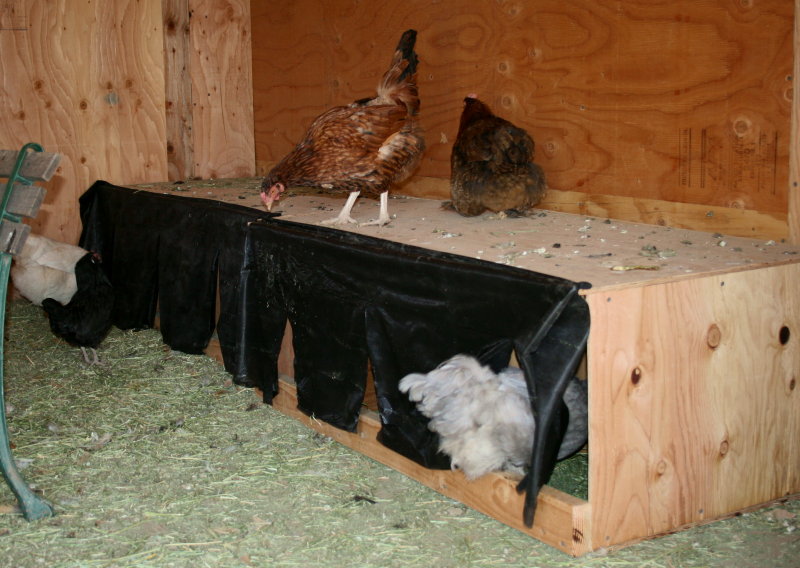 The hens check out the new nest boxes