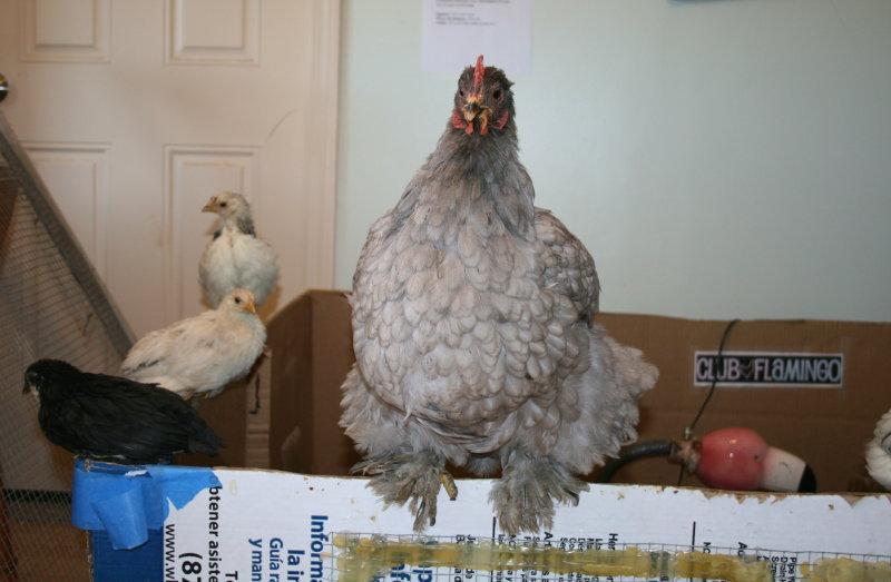 Yoya the gray Giant Cochin with her 6 week old foster chicks