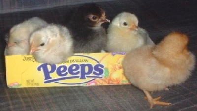 Easter peeps!