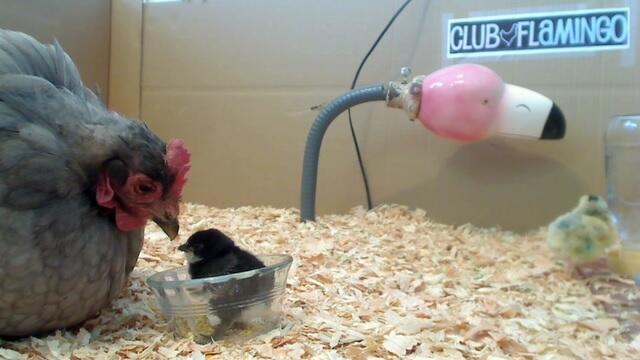 Yoya with Skillet, a Belgian d'Uccle chick