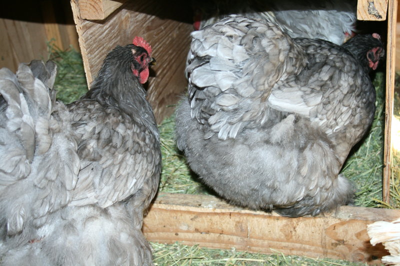 Weedcat in the nest, Pompadour and Kiev, both Giant Cochin hens, also stuffing in!