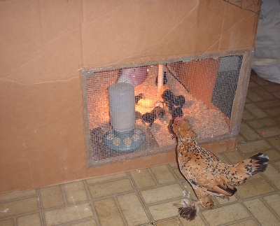 Millie the Belgian d'Uccle hen meeting the chicks