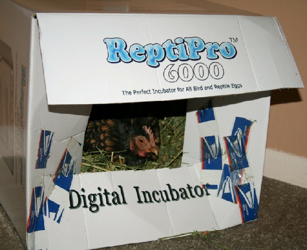 Sonic pinch-hitting for the ReptiPro